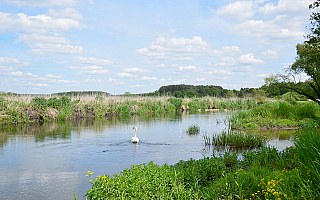 Rezerwat Drwęcy – najdłuższy rezerwat ichtiologiczny